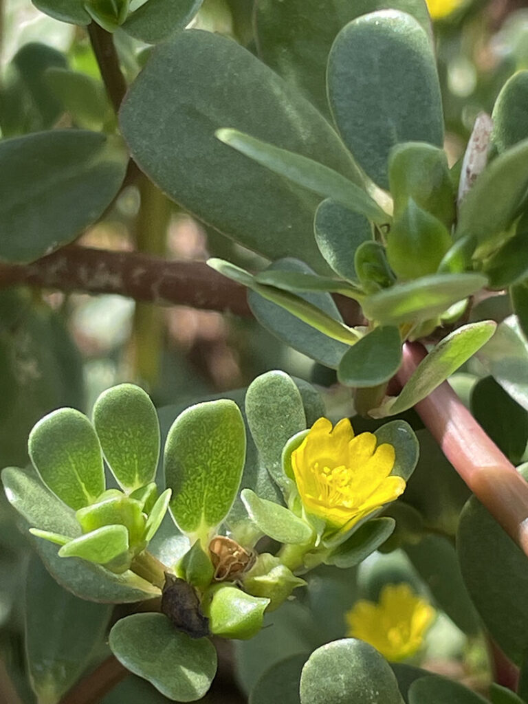 Portulaca oleracea