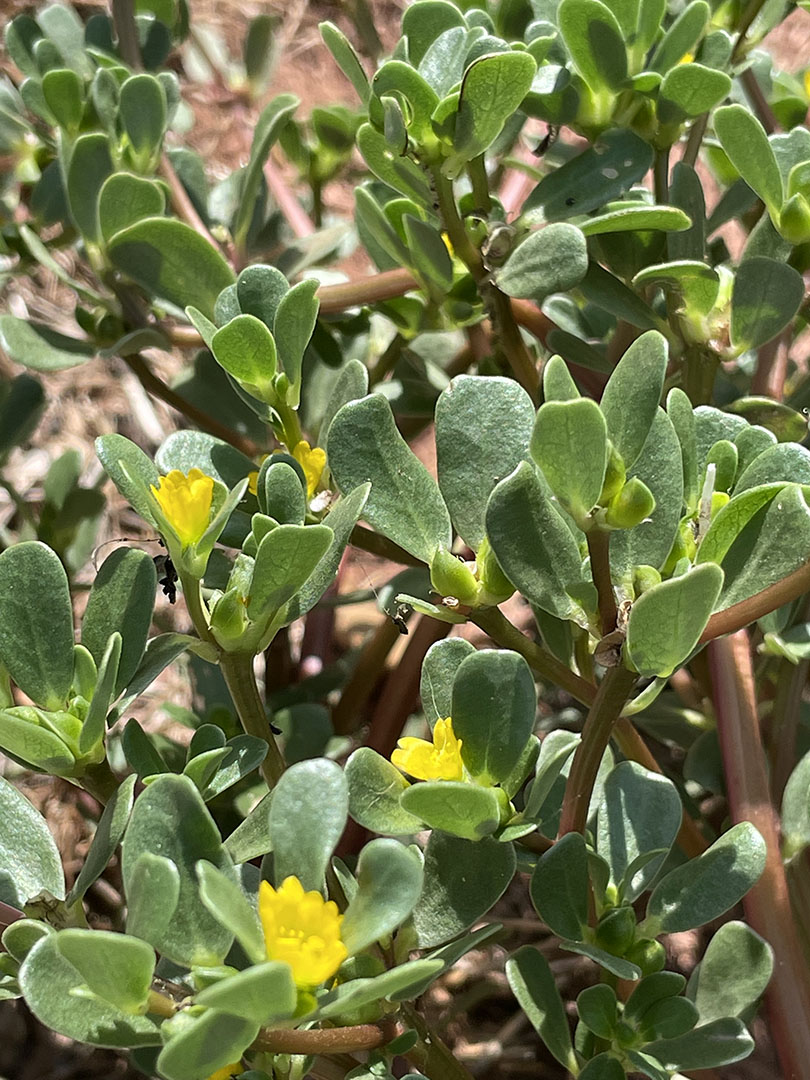 Portulaca oleracea