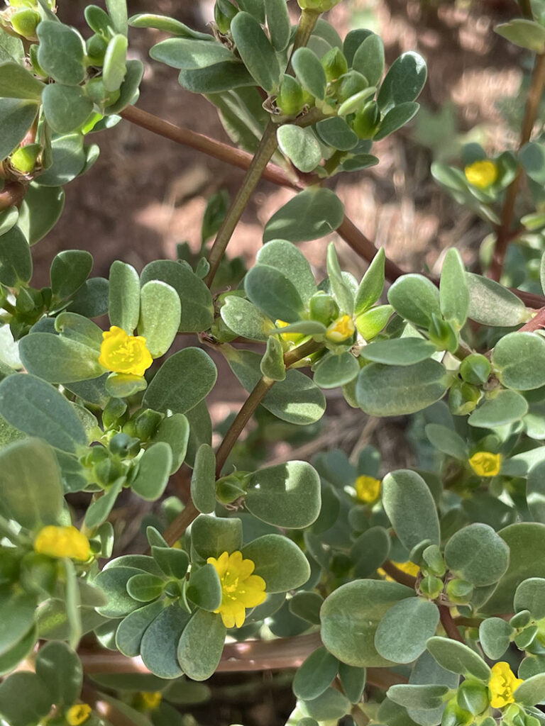 Portulaca oleracea