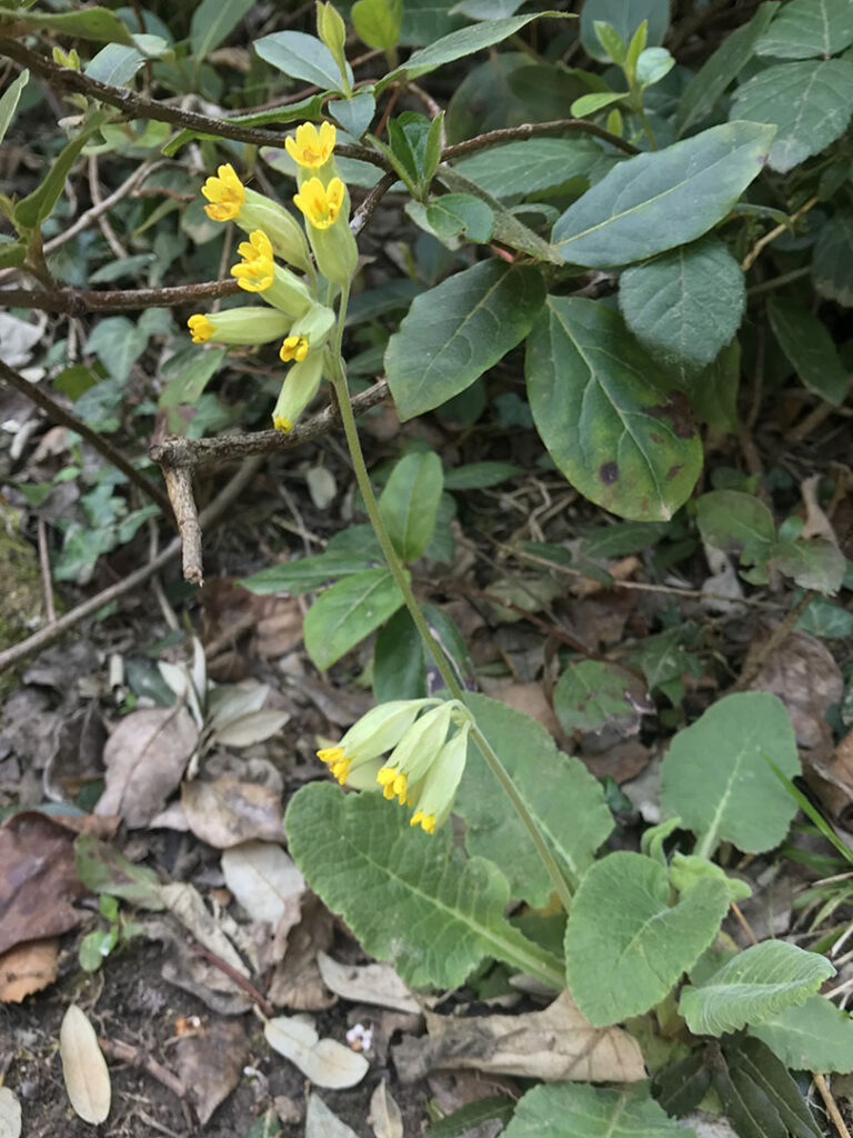 Primula veris