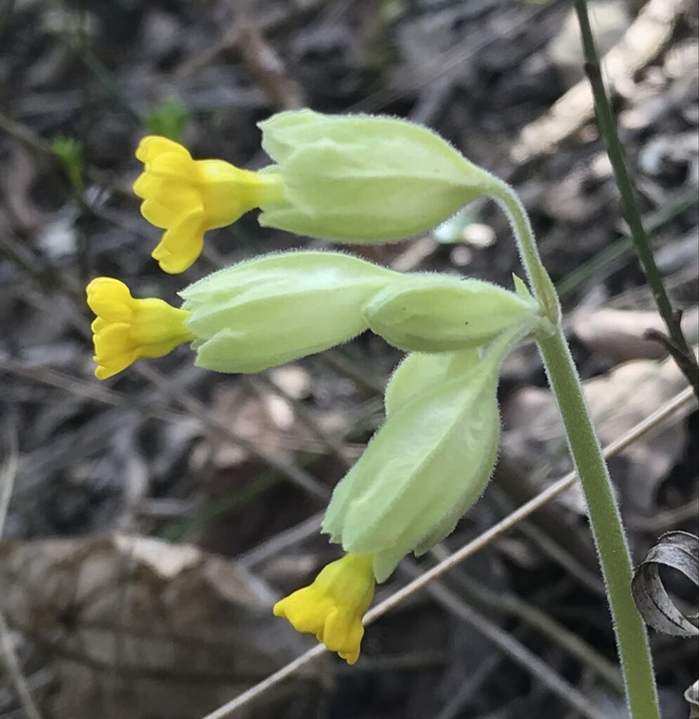 Primula veris