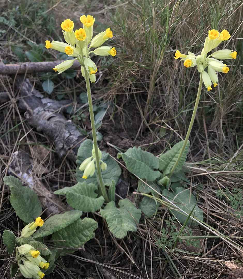 Primula veris