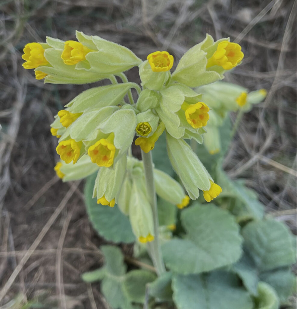 Primula veris