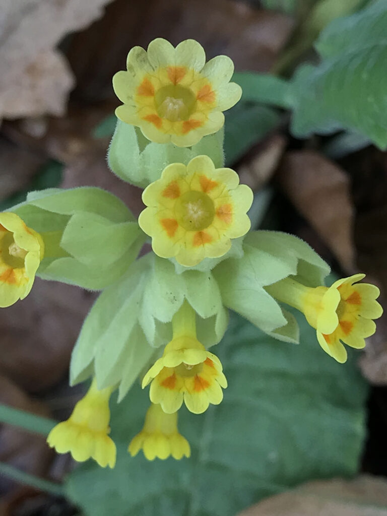 Primula veris