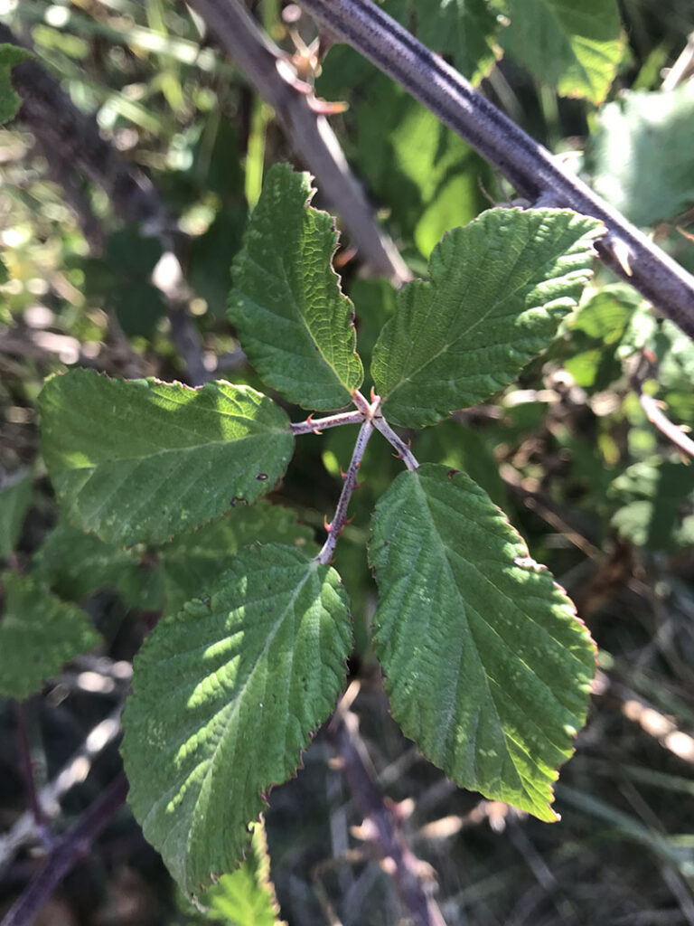 Rubus ulmifolius