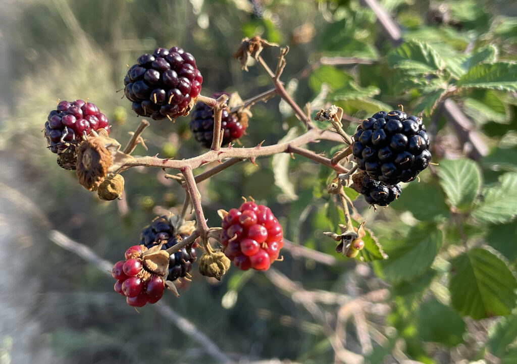 Rubus ulmifolius