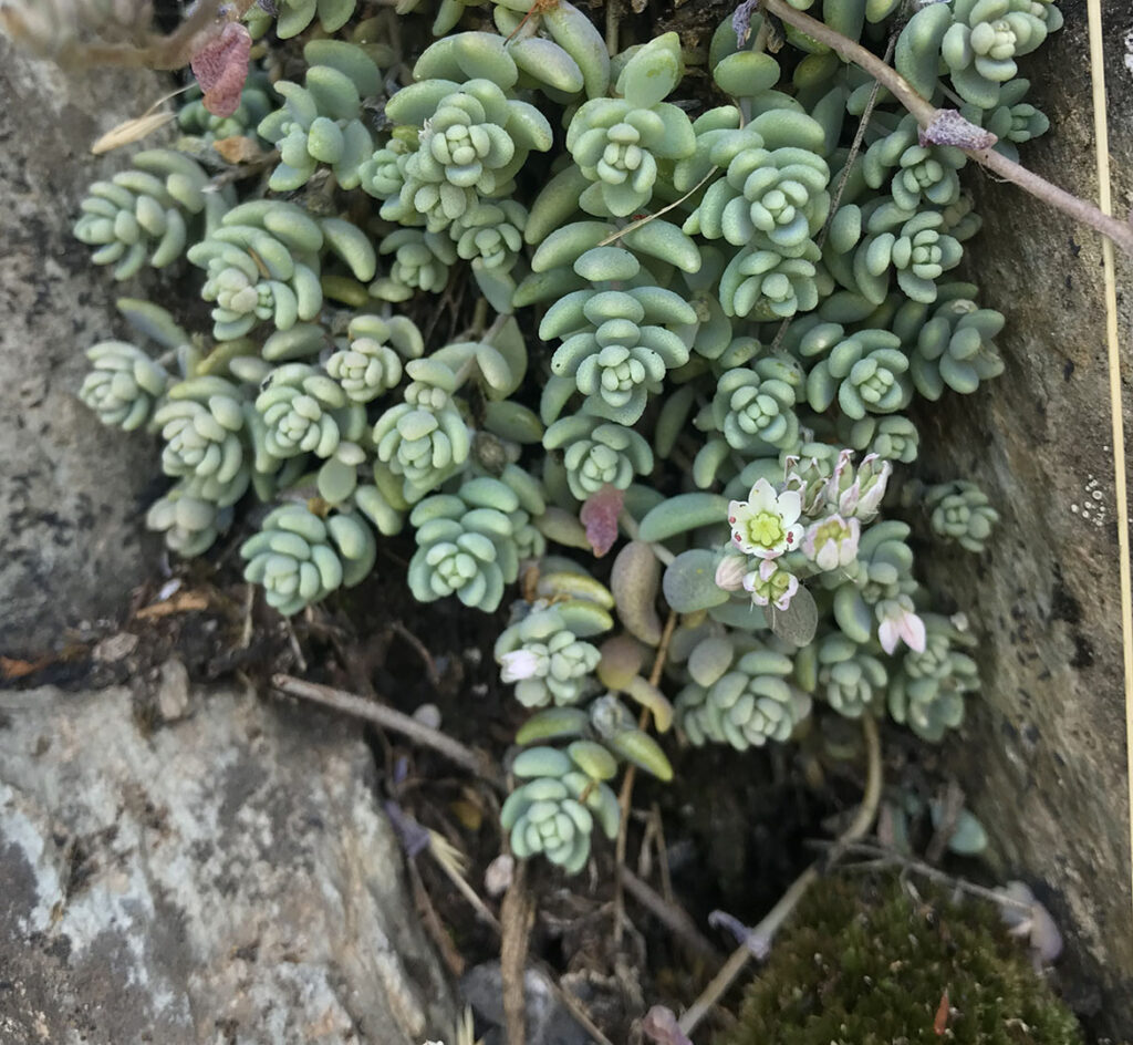 Sedum dasyphyllum