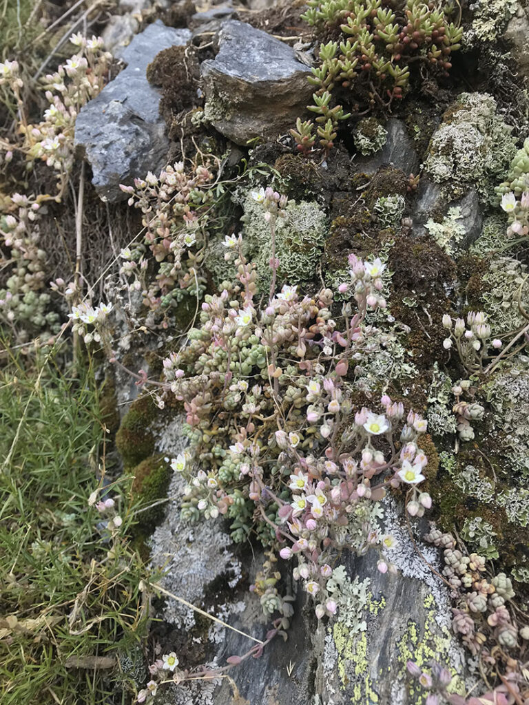 Sedum dasyphyllum