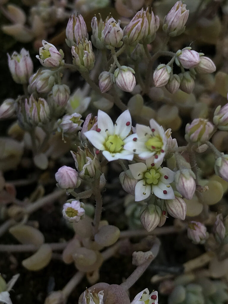 Sedum dasyphyllum