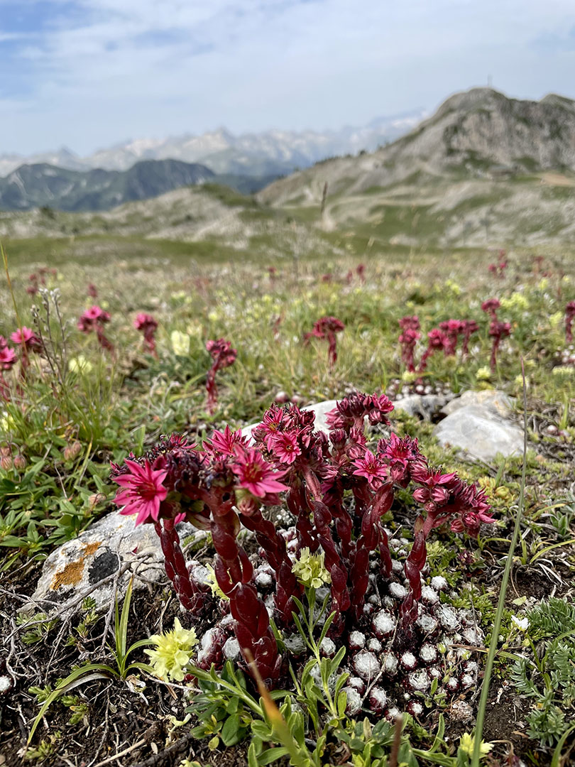 Sempervivum arachnoideum