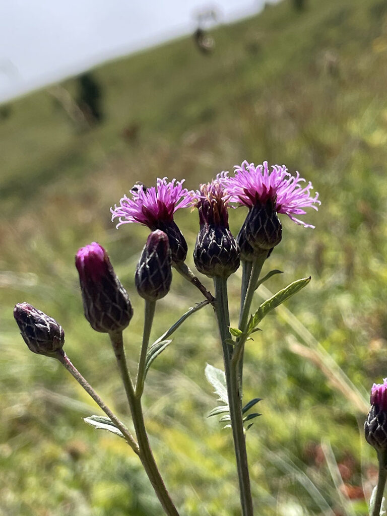 Serratula tinctoria