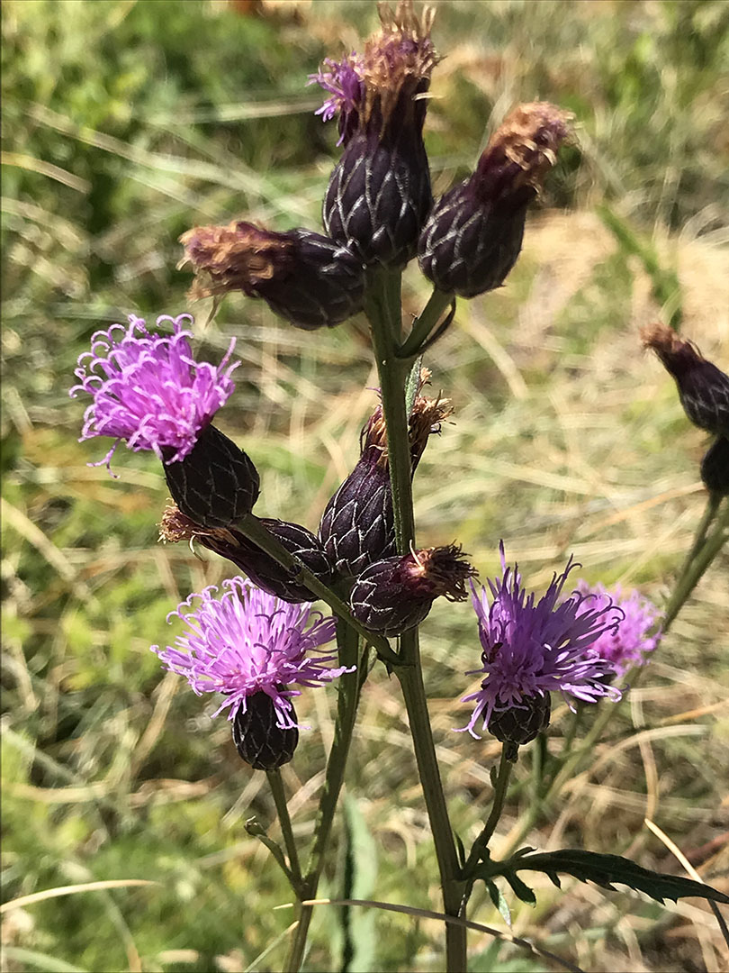 Serratula tinctoria