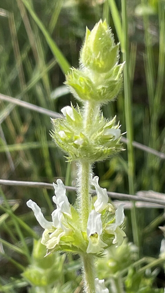 Sideritis hirsuta subsp.hirsuta