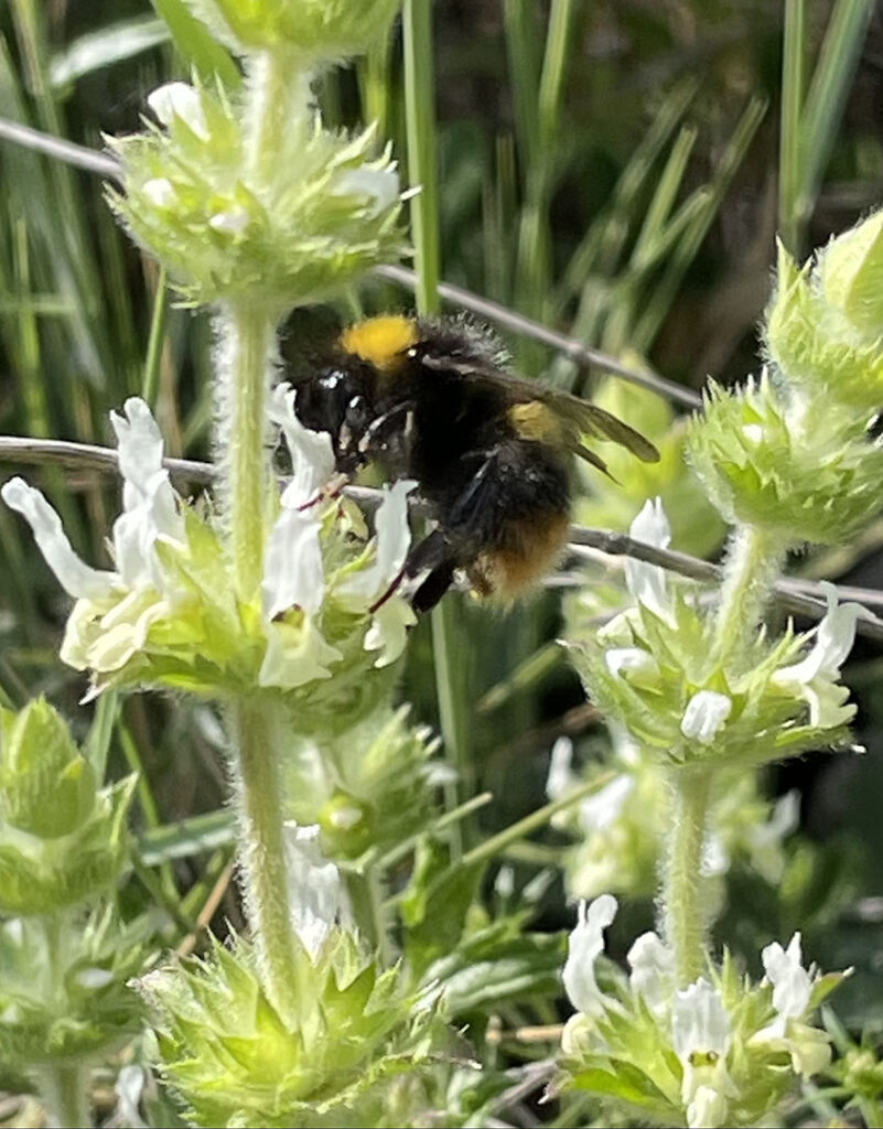 Sideritis hirsuta subsp.hirsuta