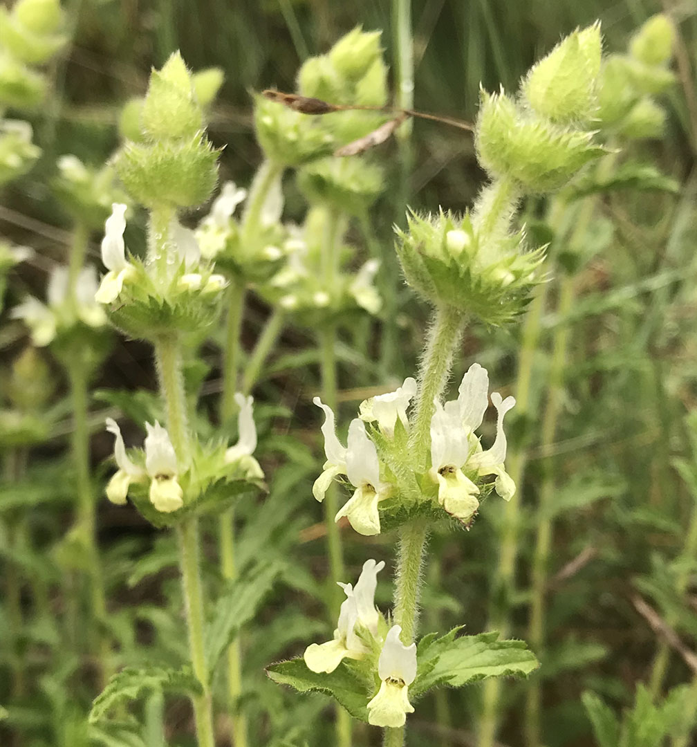 Sideritis hirsuta subsp.hirsuta