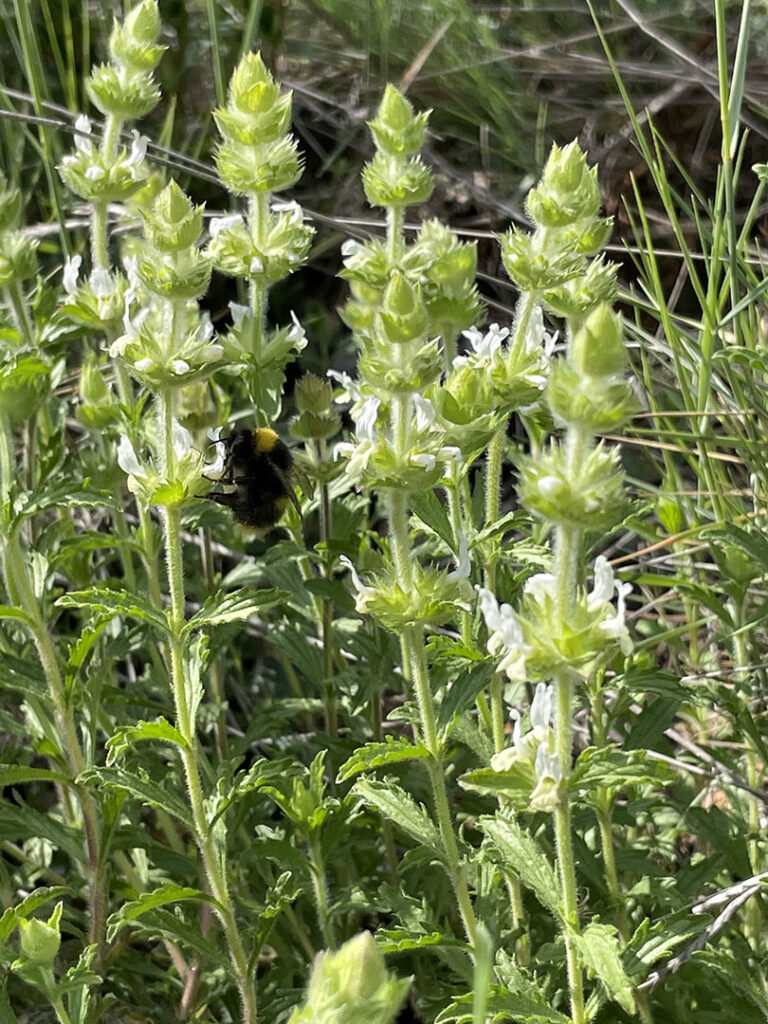 Sideritis hirsuta subsp.hirsuta