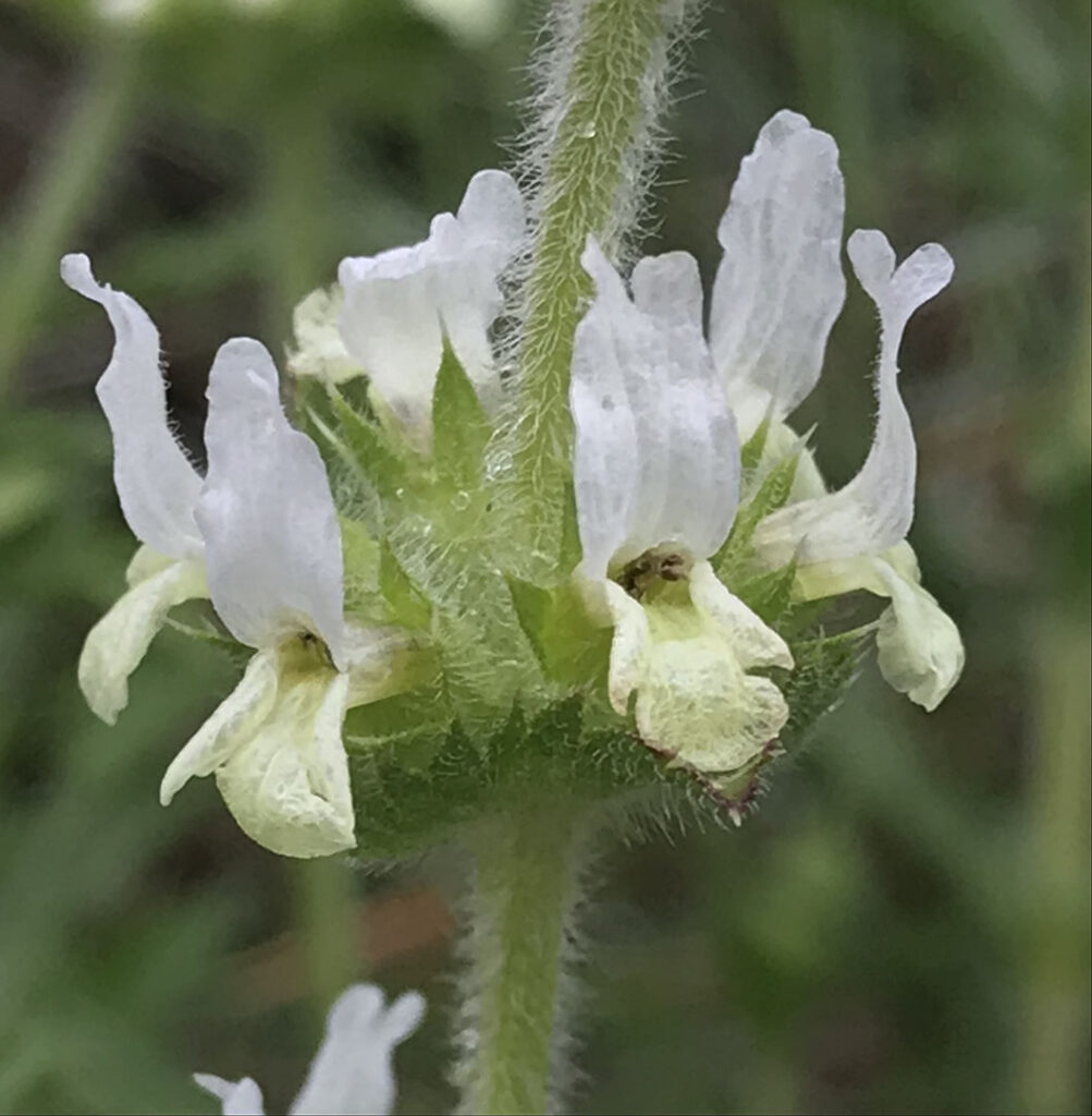 Sideritis hirsuta subsp.hirsuta