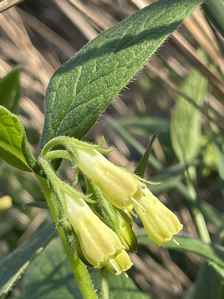 Symphytum tuberosum