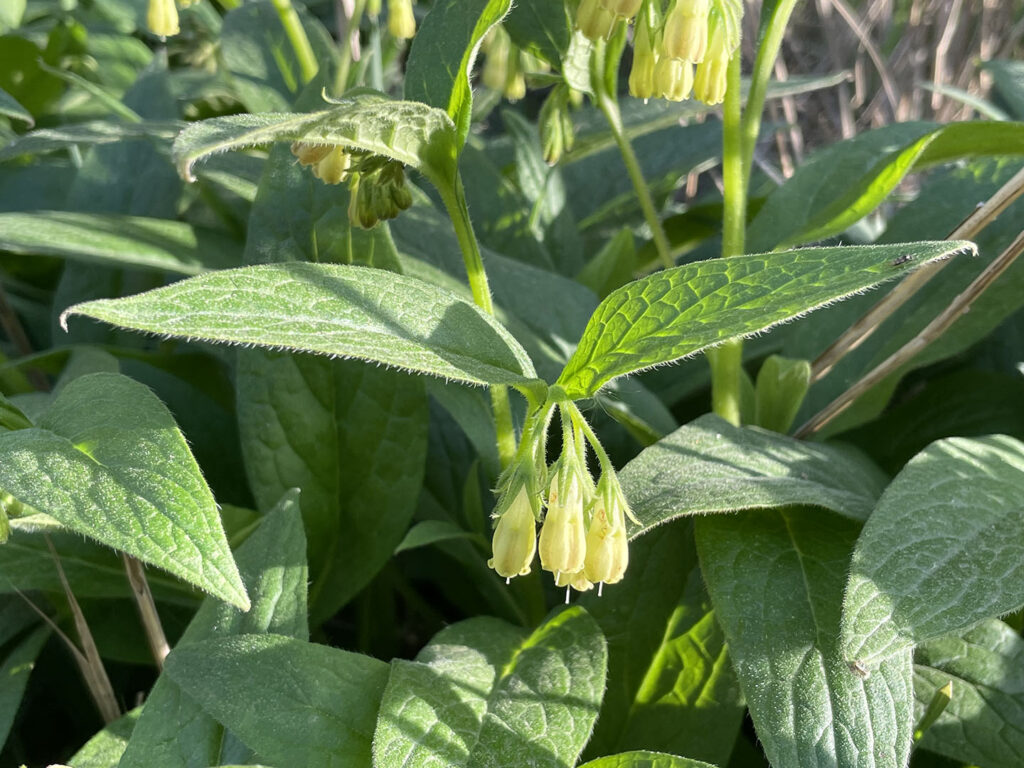 Symphytum tuberosum