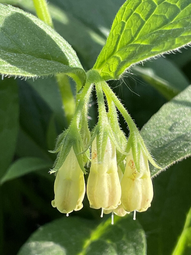 Symphytum tuberosum