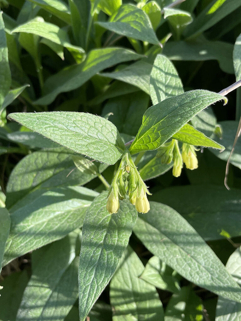 Symphytum tuberosum