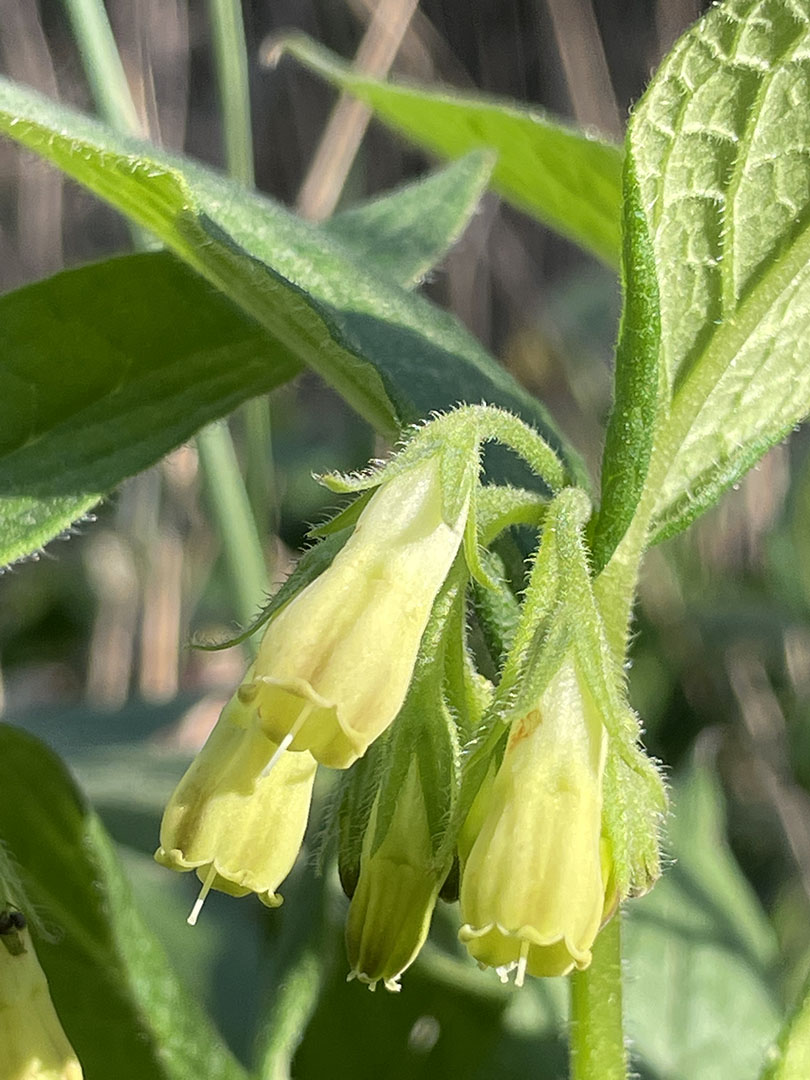 Symphytum tuberosum