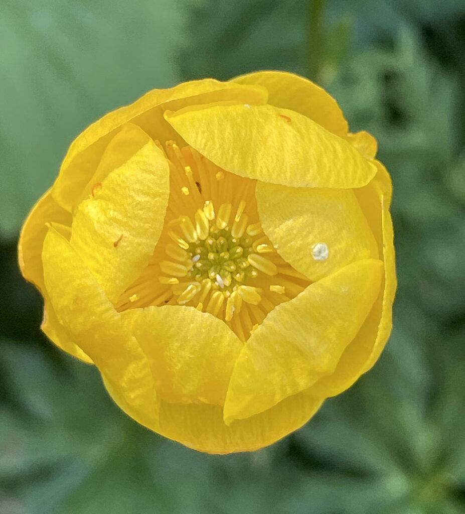 Trollius europaeus