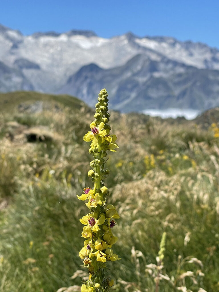 Verbascum nigrum