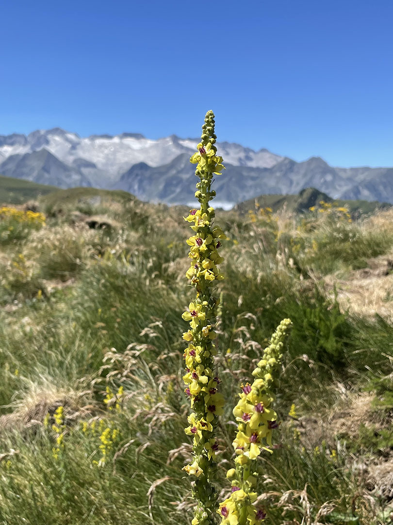 Verbascum nigrum