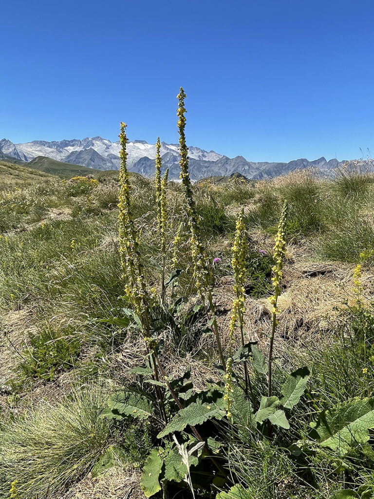 Verbascum nigrum