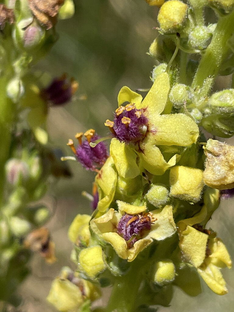 Verbascum nigrum