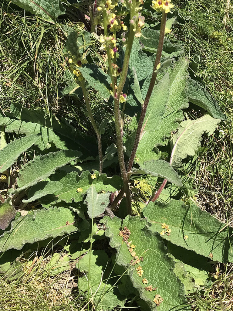 Verbascum nigrum