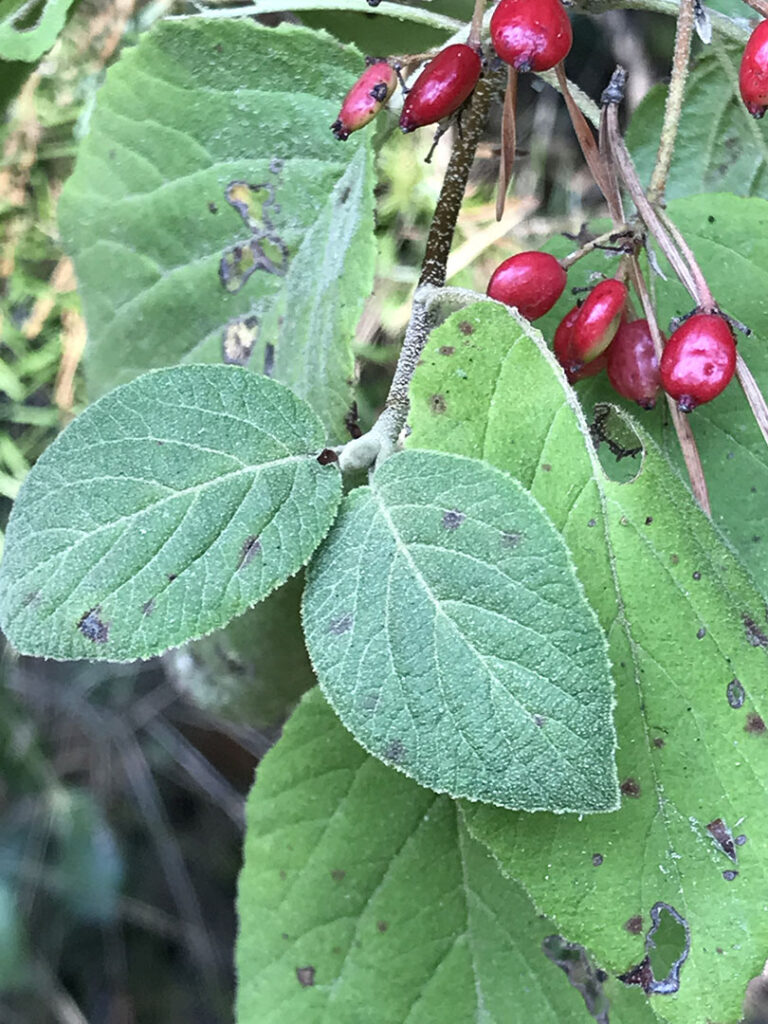 Viburnum lantana