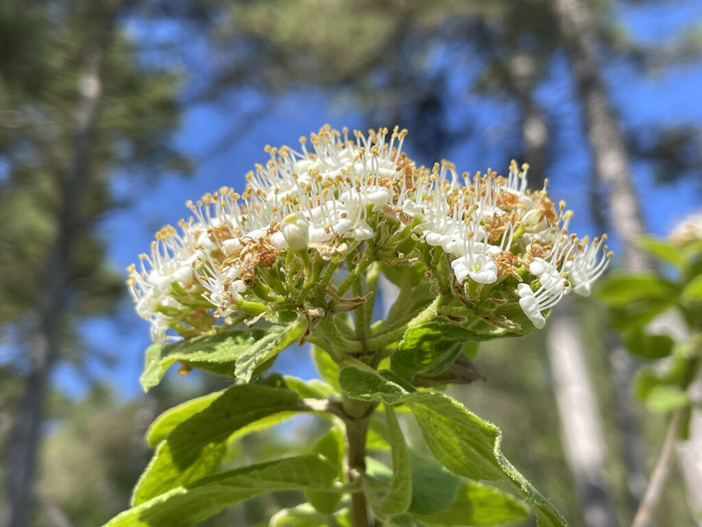 Viburnum lantana