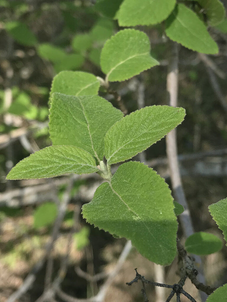 Viburnum lantana