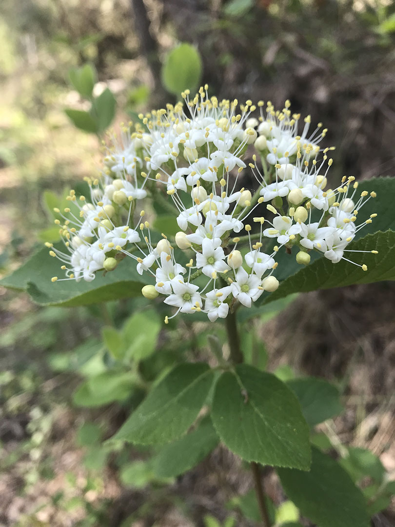 Viburnum lantana