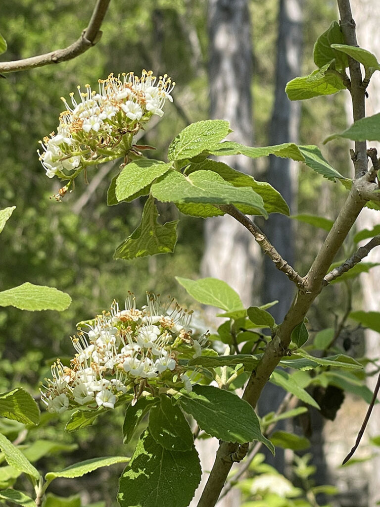 Viburnum lantana