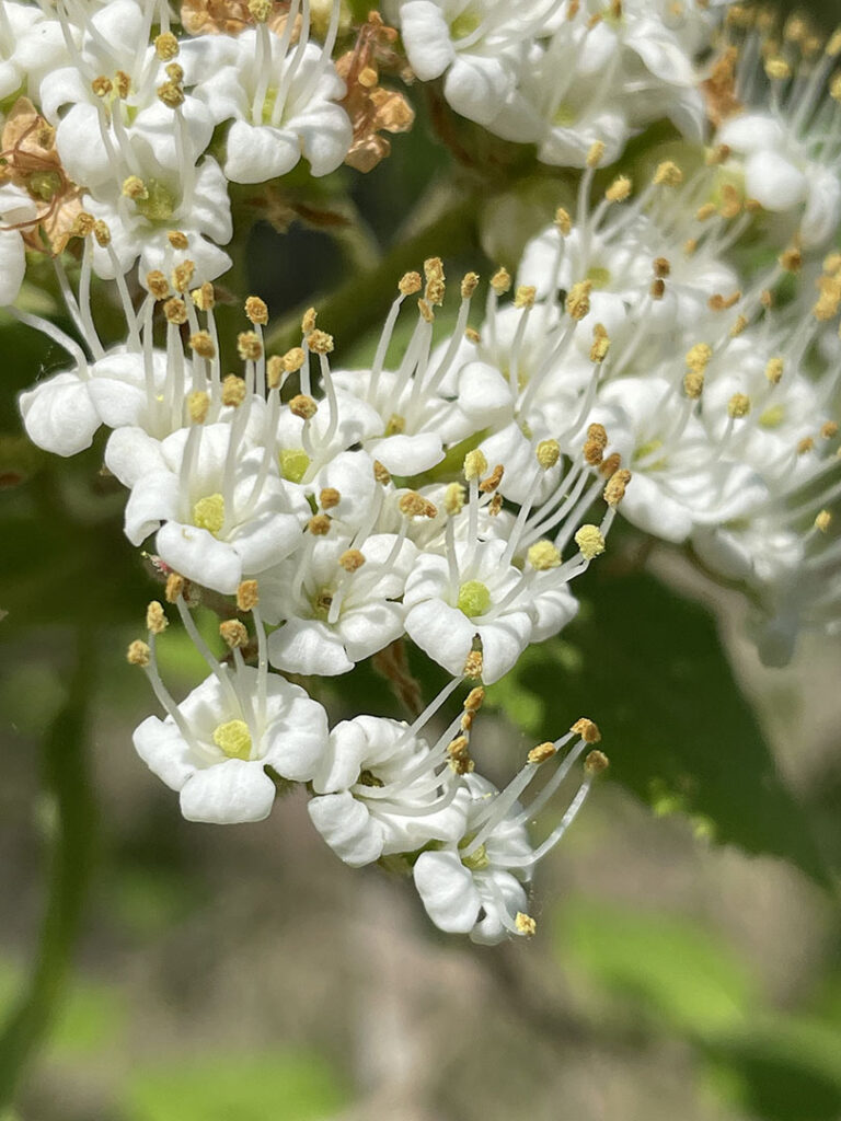 Viburnum lantana