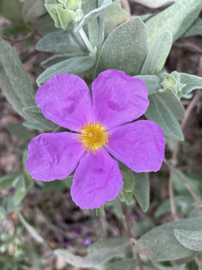 Cistus albidus