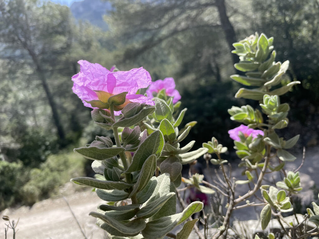 Cistus albidus