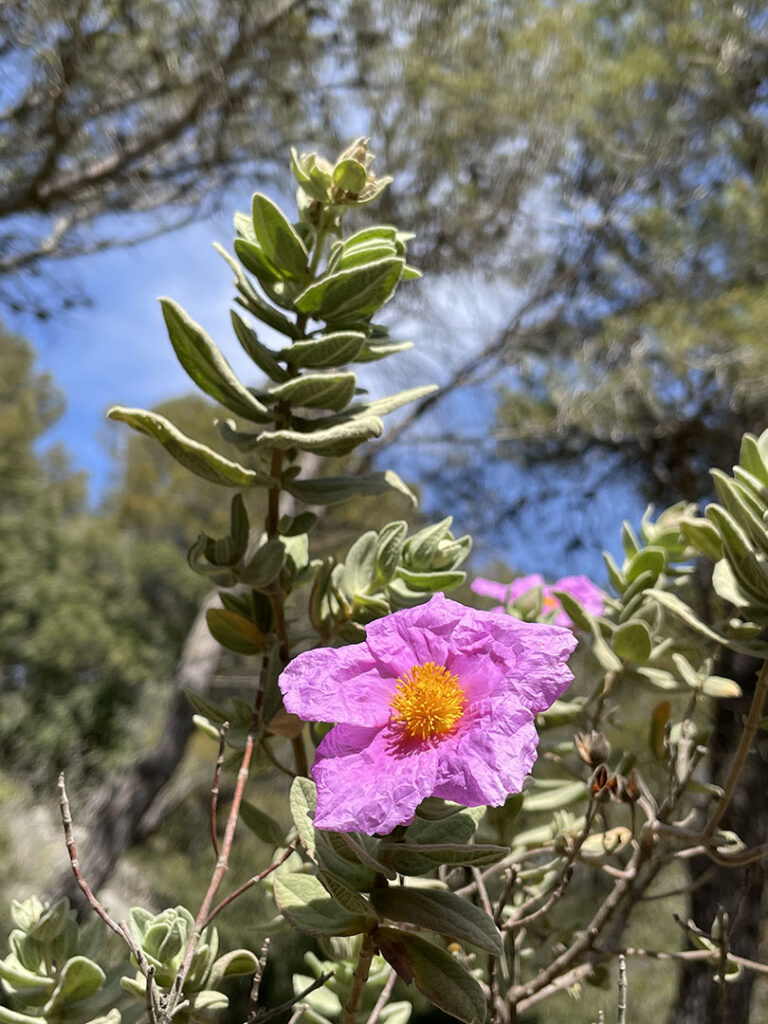 Cistus albidus