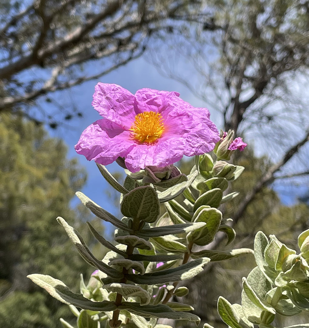 Cistus albidus