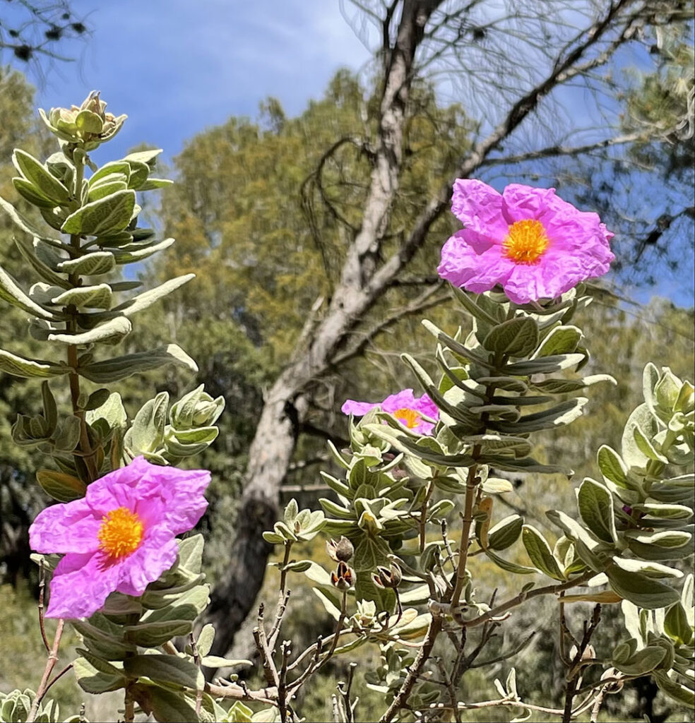 Cistus albidus