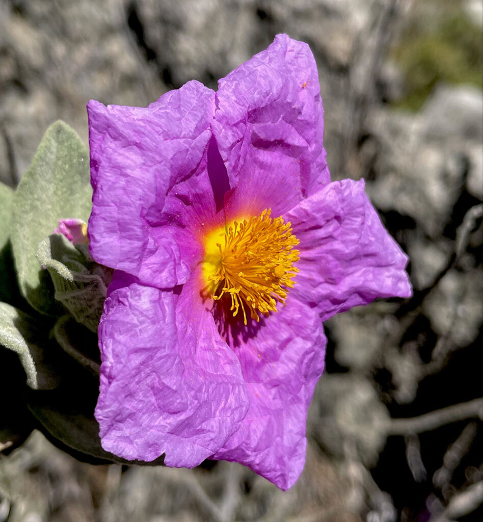 Cistus albidus