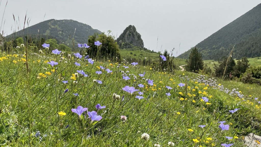 Poble de Peguera amb flors al primer pla