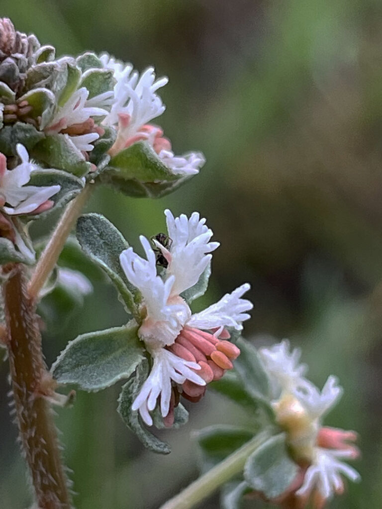 Reseda phyteuma