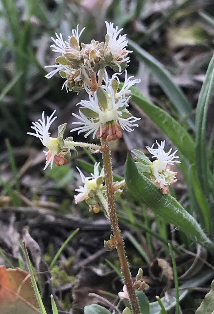 Reseda phyteuma