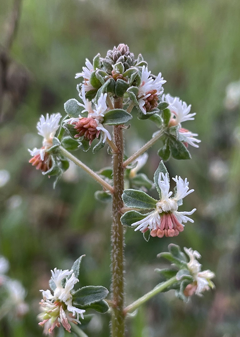 Reseda phyteuma