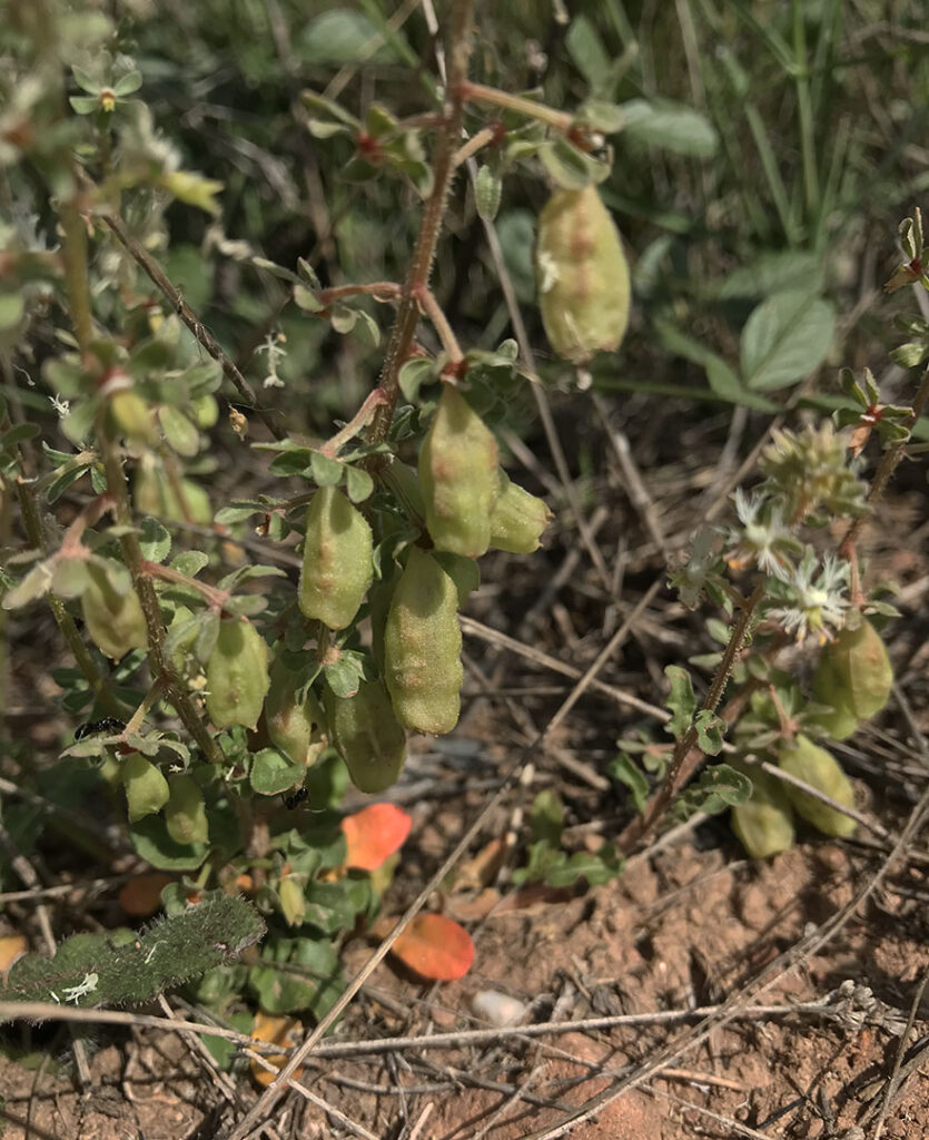 Reseda phyteuma