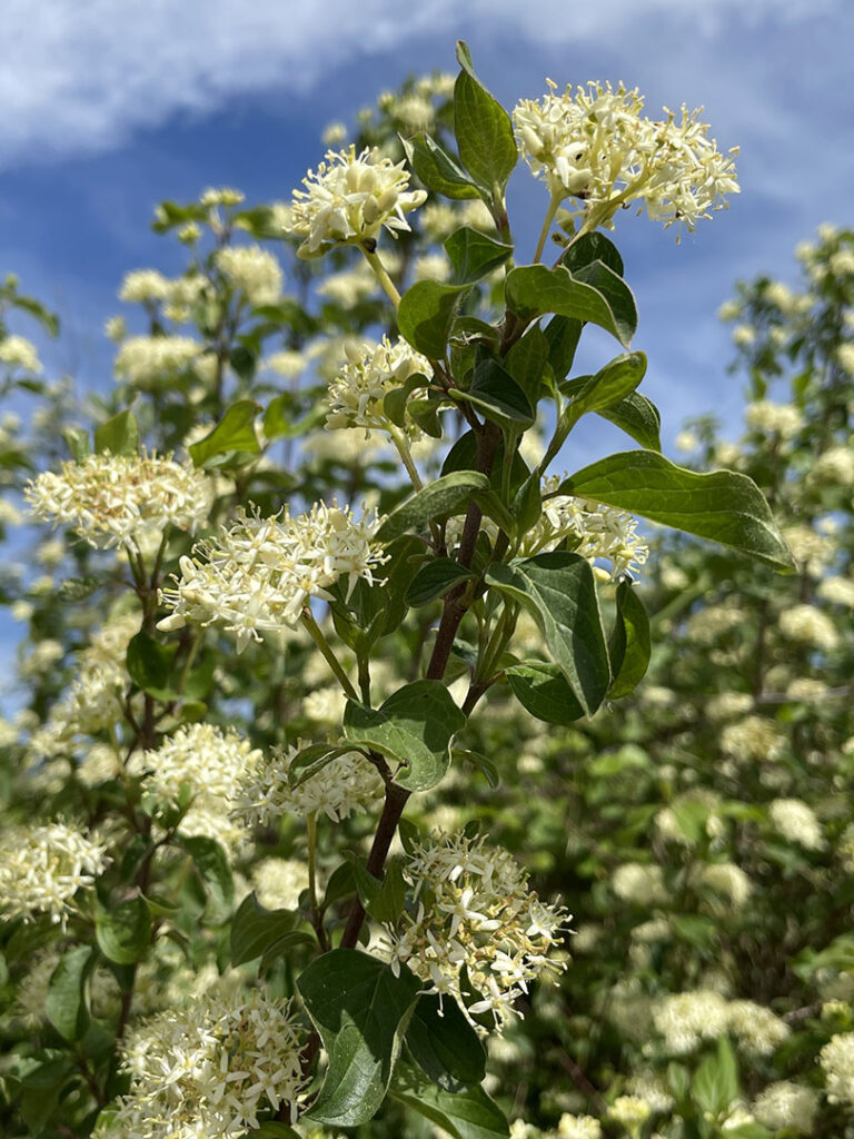 Cornus sanguinea